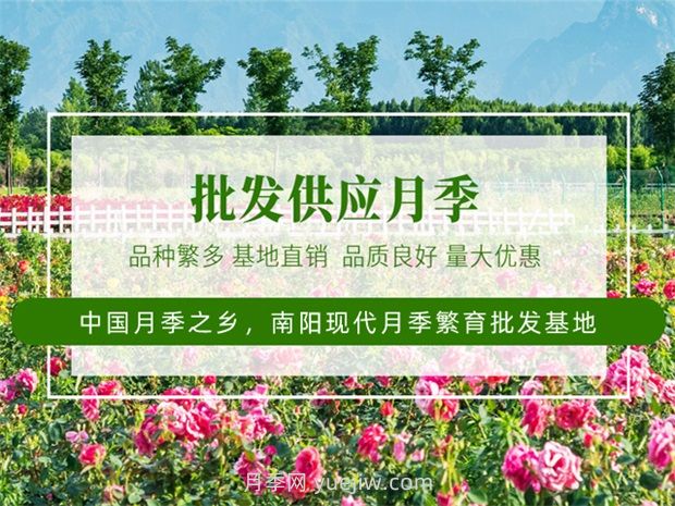 月季之鄉(xiāng)是哪個城市？南陽月季之鄉(xiāng)(圖3)