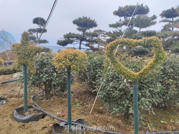 綠化苗木種植怎樣養(yǎng)護(hù)？(圖1)