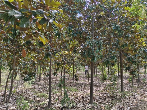 廣玉蘭樹苗種植方法，怎么澆水和養(yǎng)護技巧(圖1)