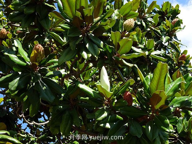 廣玉蘭樹苗種植方法，怎么澆水和養(yǎng)護技巧(圖2)