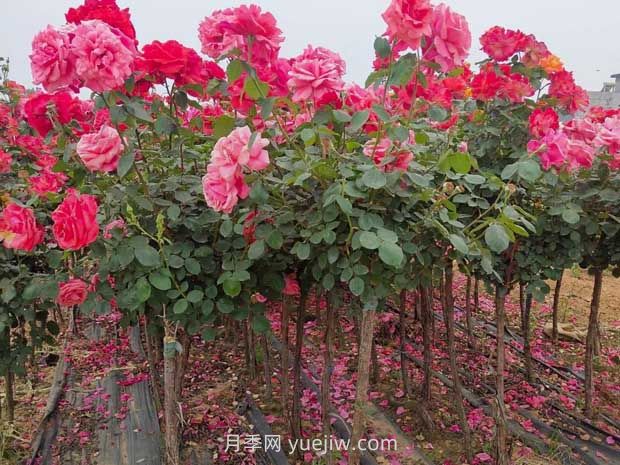 3公分獨(dú)桿月季價(jià)格多少錢？南陽基地批發(fā)供應(yīng)報(bào)價(jià)(圖1)
