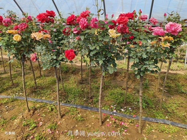 3公分獨(dú)桿月季價(jià)格多少錢？南陽基地批發(fā)供應(yīng)報(bào)價(jià)(圖3)