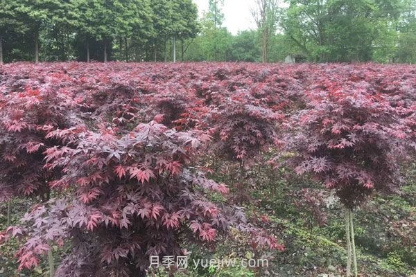 雞爪槭和紅楓的區(qū)別，四大不同之處(圖2)