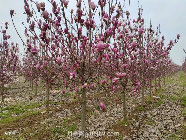 南召玉蘭的栽培技術介紹(圖1)