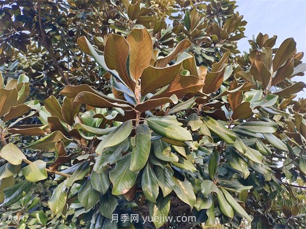 廣玉蘭是常綠樹還是落葉樹？(圖1)