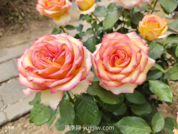 地栽山東月季花，現(xiàn)在施肥晚不晚？多用葉面肥效果更明顯(圖1)