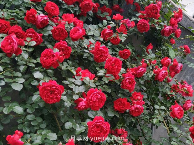 弗洛倫蒂娜月季，爆花健壯抗病耐寒正紅色爬藤王者(圖2)