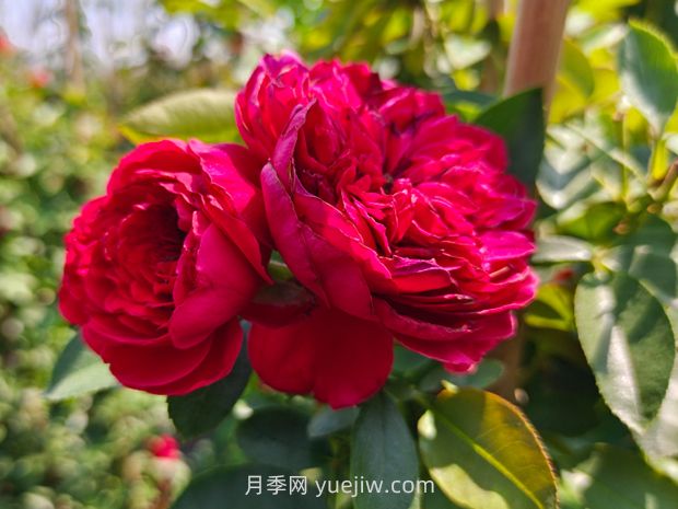 弗洛倫蒂娜月季，爆花健壯抗病耐寒正紅色爬藤王者(圖3)