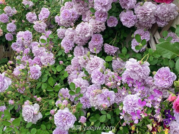 藍色陰雨月季，花開如瀑的藍紫色爬藤(圖1)