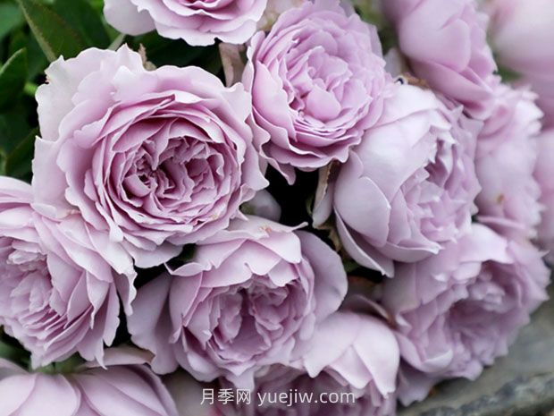 藍色陰雨月季，花開如瀑的藍紫色爬藤(圖2)
