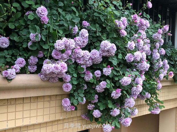 藍色陰雨月季，花開如瀑的藍紫色爬藤(圖3)