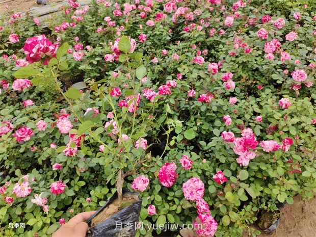 養(yǎng)月季要舍得施肥，多噴磷鉀肥，開花數(shù)量才會多(圖2)