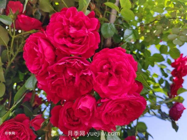德國(guó)科德斯月季，品種匯集(圖1)