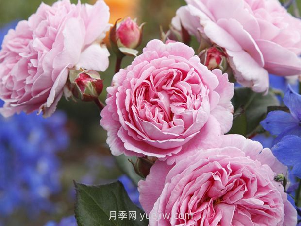 德國(guó)科德斯月季，品種匯集(圖10)