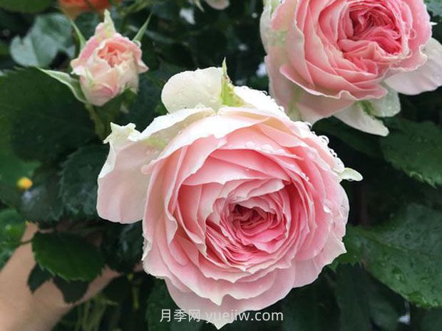 德國(guó)科德斯月季，品種匯集(圖11)