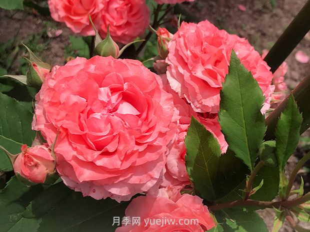 月季花珊瑚果凍，花大香濃四季勤開皮實好養(yǎng)活(圖1)