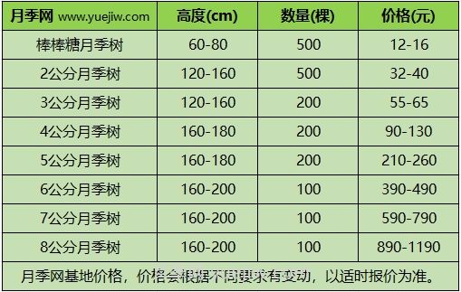 3公分月季樹多少錢？2025年樹狀月季新價格(圖1)