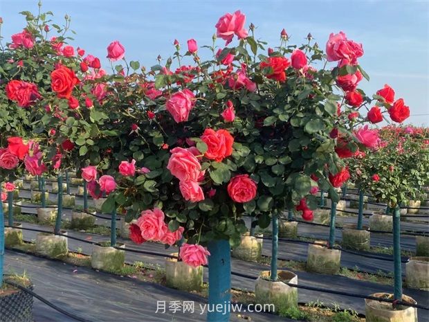 月季花后修剪注意事項(xiàng)(圖1)