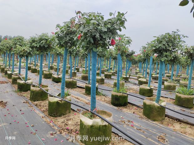 月季花后修剪注意事項(xiàng)(圖2)