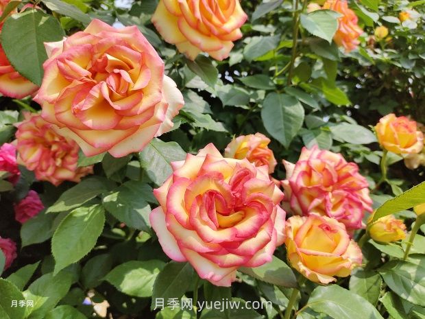 花開滿園，月季種植經(jīng)驗分享(圖2)