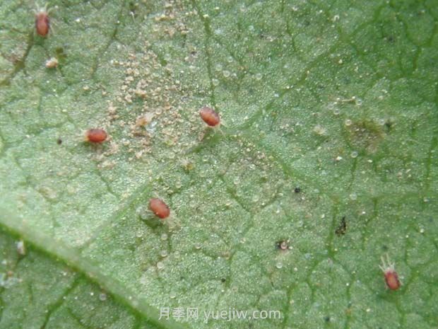 夏季月季高發(fā)的紅蜘蛛怎么有效預(yù)防？(圖1)