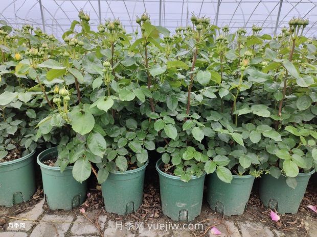 月季花的開花與施肥關系密切：技巧大揭秘(圖1)