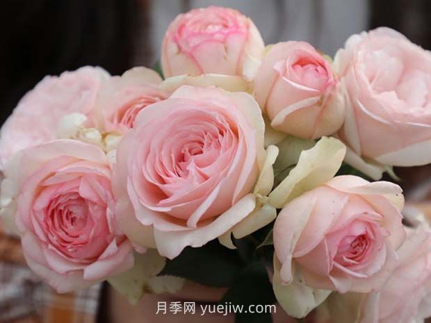 蒙娜麗莎月季的優(yōu)缺點是什么？(圖1)