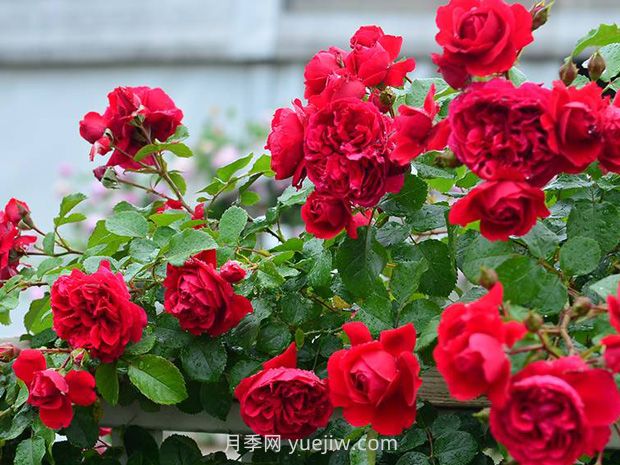 月季花的水肥管理要注意什么？(圖1)