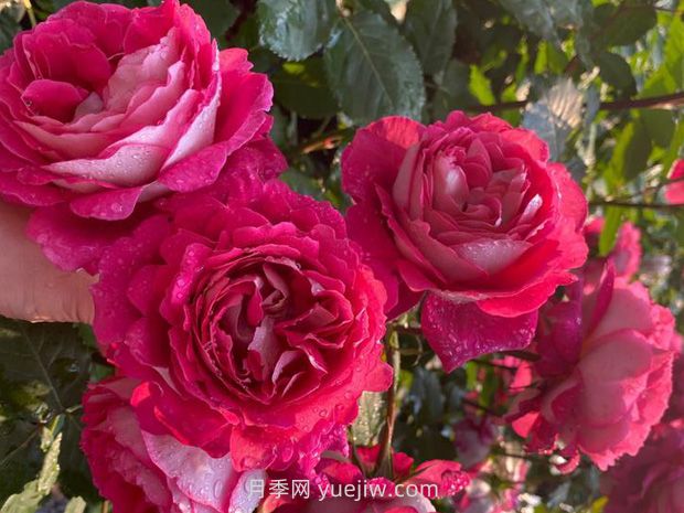 馬薩德醫(yī)生月季的優(yōu)缺點是什么？(圖1)