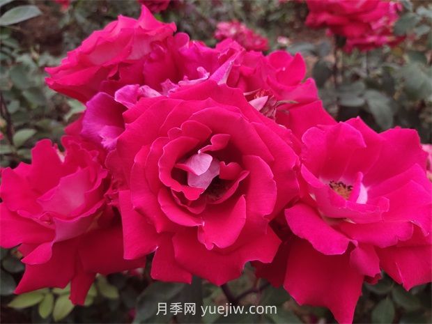 愛月季的優(yōu)缺點是什么？(圖1)
