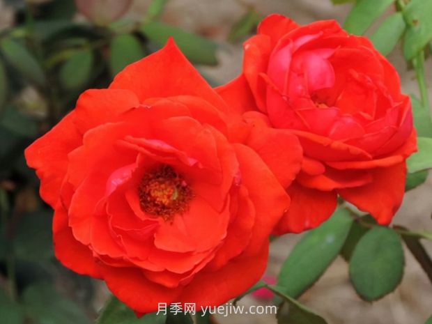 香云月季的優(yōu)缺點是什么？(圖1)