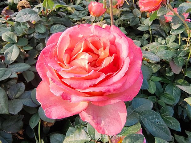 彩云月季花的優(yōu)缺點(diǎn)是什么？(圖1)