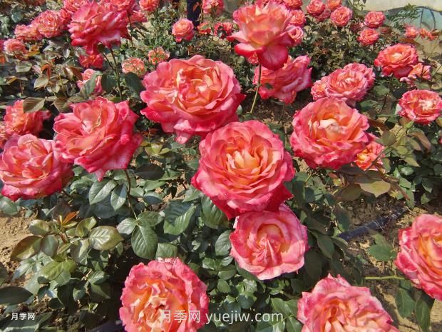 彩云月季花的優(yōu)缺點(diǎn)是什么？(圖2)