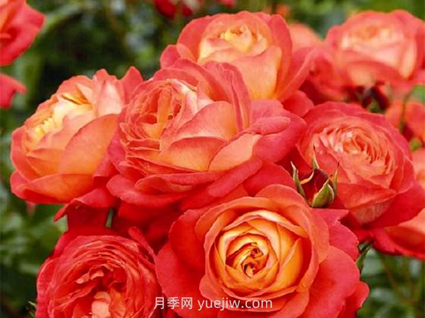 橙色浪漫月季的優(yōu)缺點是什么？(圖1)