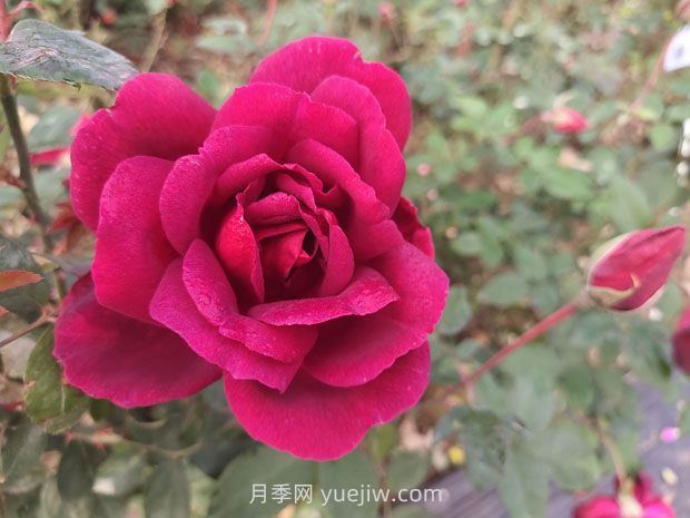 紫荷月季的優(yōu)缺點(diǎn)是什么？(圖1)