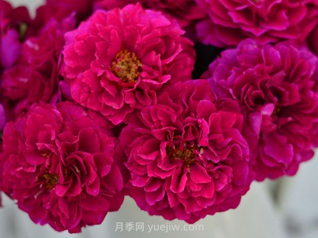 暮光之城月季的優(yōu)缺點(diǎn)是什么？(圖1)