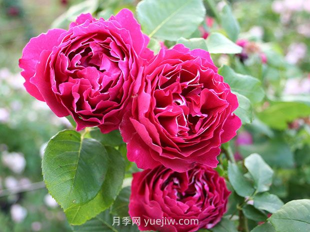 紫袍玉帶月季的優(yōu)缺點是什么？(圖1)