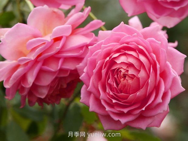 銀禧慶典月季的優(yōu)缺點(diǎn)是什么？(圖1)