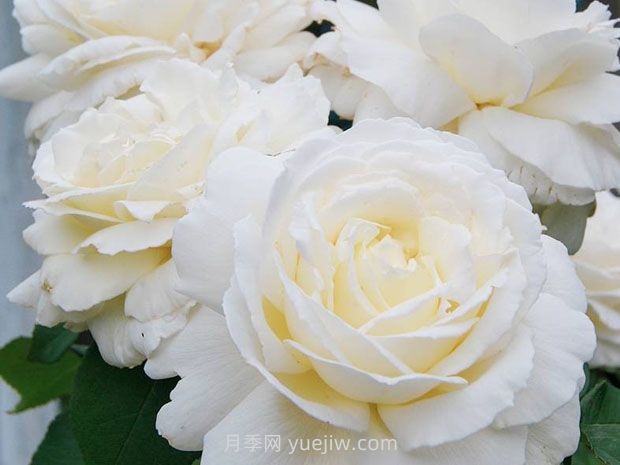 珍妮莫羅月季的優(yōu)缺點(diǎn)是什么？(圖1)