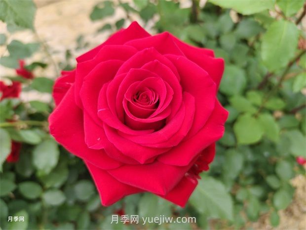 莎薩九零月季的優(yōu)缺點是什么？(圖1)
