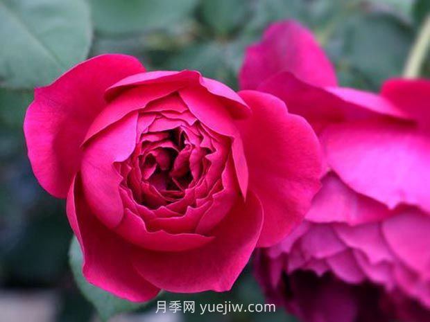 秋日胭脂月季的優(yōu)缺點是什么？(圖1)