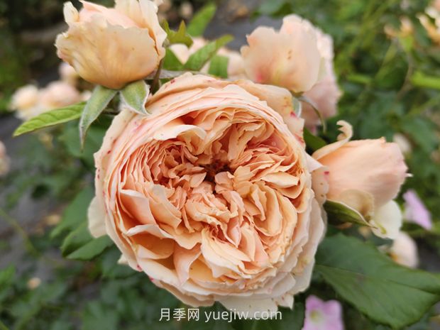 耐熱品種哪款強(qiáng)？?jī)蓮V花友強(qiáng)烈推薦3款月季(圖1)
