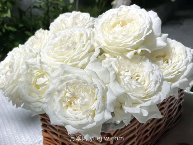 耐熱品種哪款強(qiáng)？?jī)蓮V花友強(qiáng)烈推薦3款月季(圖2)