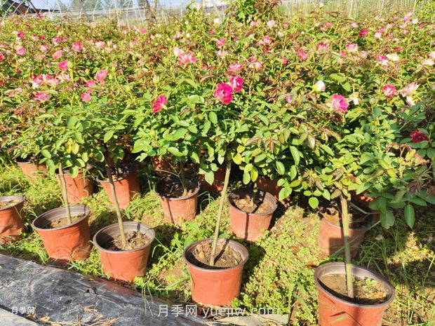 夏季月季管理做好這5點，長勢旺盛，秋花更美(圖2)