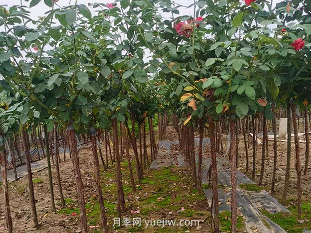 夏季月季管理做好這5點，長勢旺盛，秋花更美(圖3)