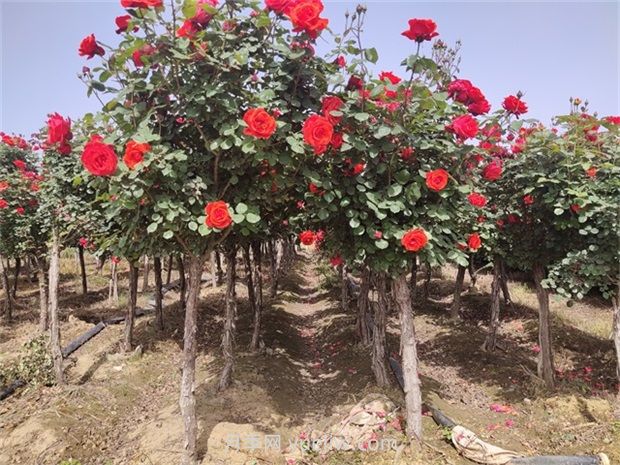 南陽(yáng)樹狀月季開花少的原因有哪些？(圖1)