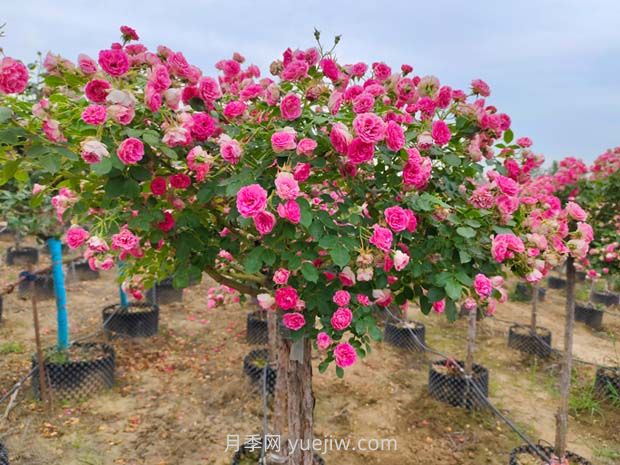 南陽(yáng)樹狀月季開花少的原因有哪些？(圖2)