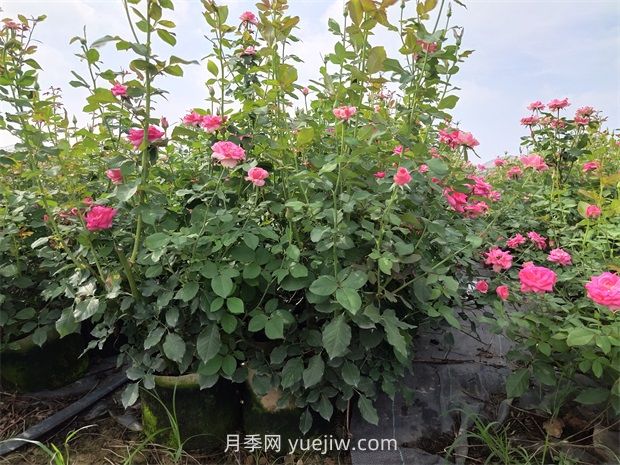 六月份月季花這樣養(yǎng)，下半年才能開的更旺(圖1)