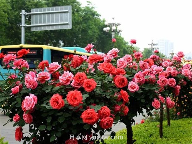 園林景觀樹木布置時(shí)需要注意哪些？(圖2)