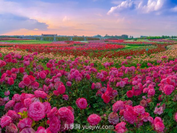 園林景觀樹木布置時(shí)需要注意哪些？(圖3)